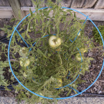 Cherokee Purple Tomatoes