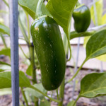 Jalapeños