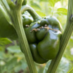 Bell Peppers