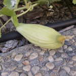 Armenian Cucumber