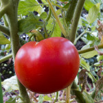 Hybrid Tomato