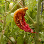 Varmints love tomatoes