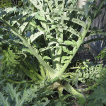 Burly Artichoke Plant