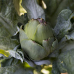 Baby Artichoke