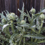 Monster Artichoke Plant