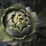 Artichoke